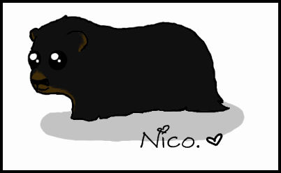 Nico my pet's .