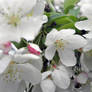 Crab Tree Flowers