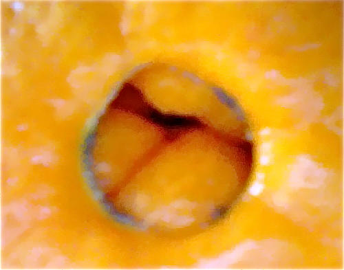 Orange Navel