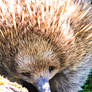 Echidna