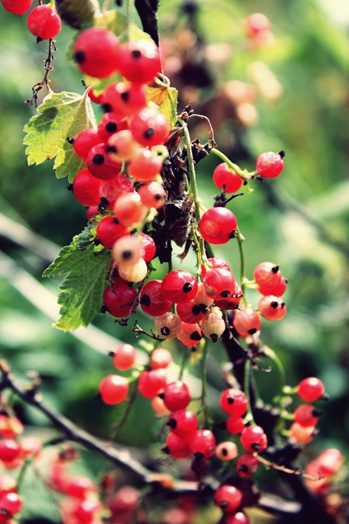 redcurrant