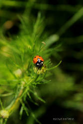 ladybug