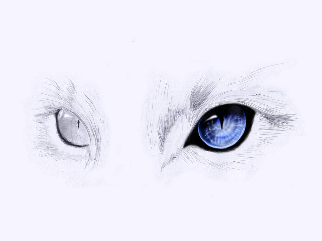How to Draw Anime Cat Eyes  Easy Drawing Tutorial For Kids