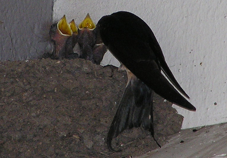 Feeding time for chicks