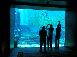 The Lost Chambers Aquarium - Atlantis, Dubai