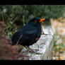 Blackbird