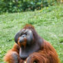 Bornean Orangutan 02