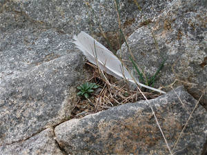 Feather on a Cliff