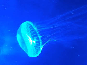 jelly fish