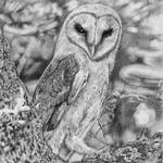 Barn Owl by JoelGafford