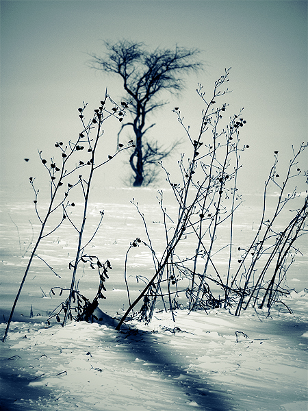 Ice Weeds