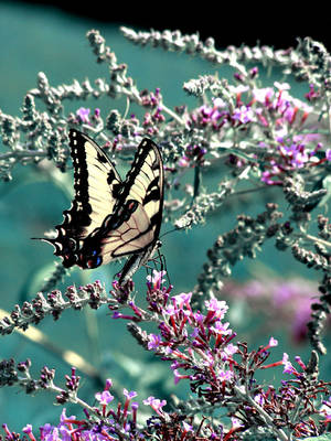 Swallowtail by photodust