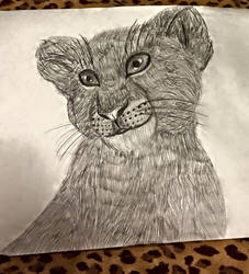 lion cub drawing