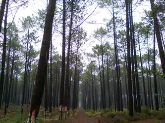 Leiria's Pine stand