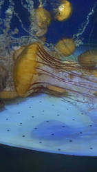 Taken On The Jellies!!! 