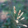 Indiangrass