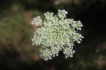 Queen Anne's Lace One
