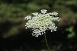 Queen Anne's Lace Two