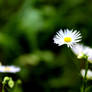 Fleabane Daisy One Contrast