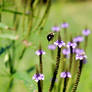 Bee in Flight