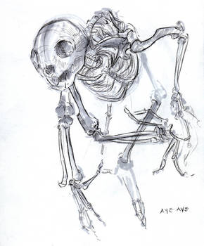 Ayeaye Skeleton