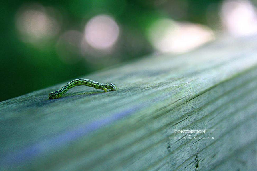 +Contortion+ by MeganAllen on DeviantArt