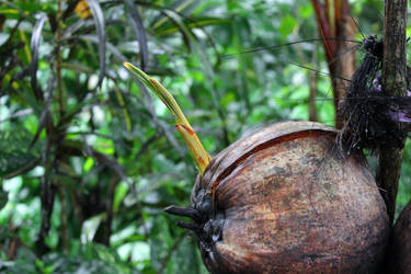 Baby Coconut Plant