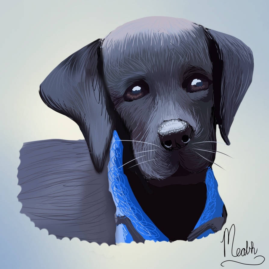 Black Labrador Drawing by MeabhDuddy on DeviantArt
