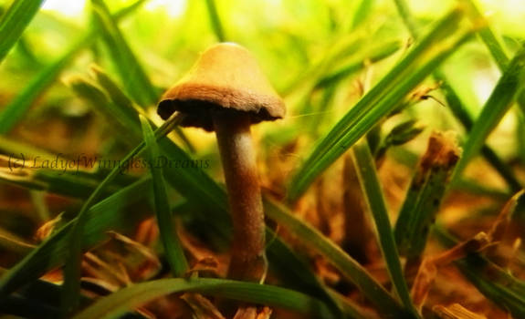 mushroom in the afternoon