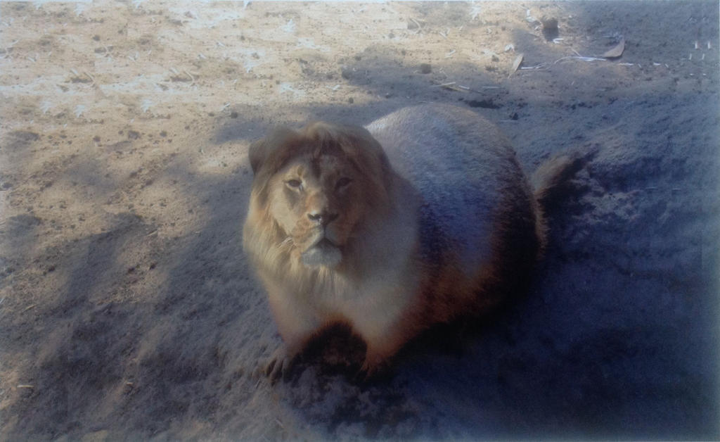 Prairie Lion
