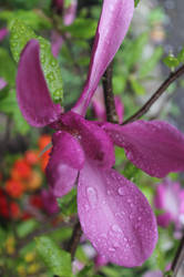 Purple Magnolia after Rain