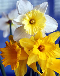 Daffodils