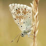 Chalkhill Blue