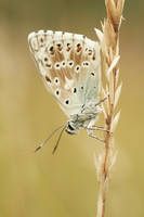 Chalkhill Blue