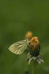 Green-veined White by PeterK