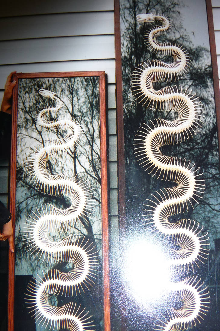 Python skeletons by steinsnatural on DeviantArt