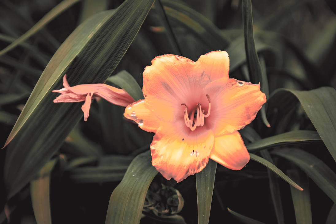 Armagedillo Armagedillo Flower Praised Is by Aeryn-Pyaerwakens on DeviantArt