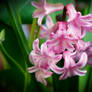 Hyacinth