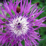 Centaurea