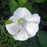 Calystegia