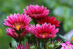 Gazania by miss-gardener