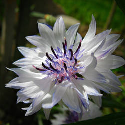 Centaurea - blue and white