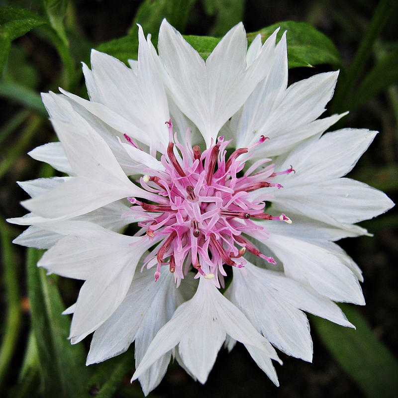 Centaurea - pink and white 2