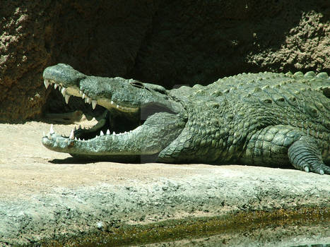 Nile Crocodile, San Antonio Zoo