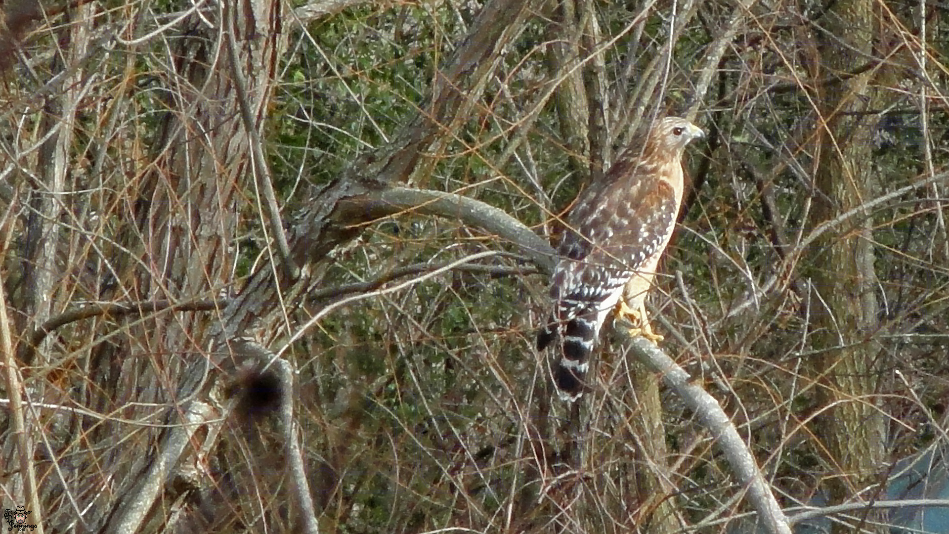 Red Shoulder Hawk