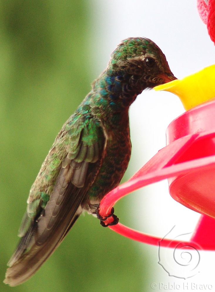 Colibri_2