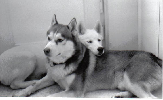 my huskeys