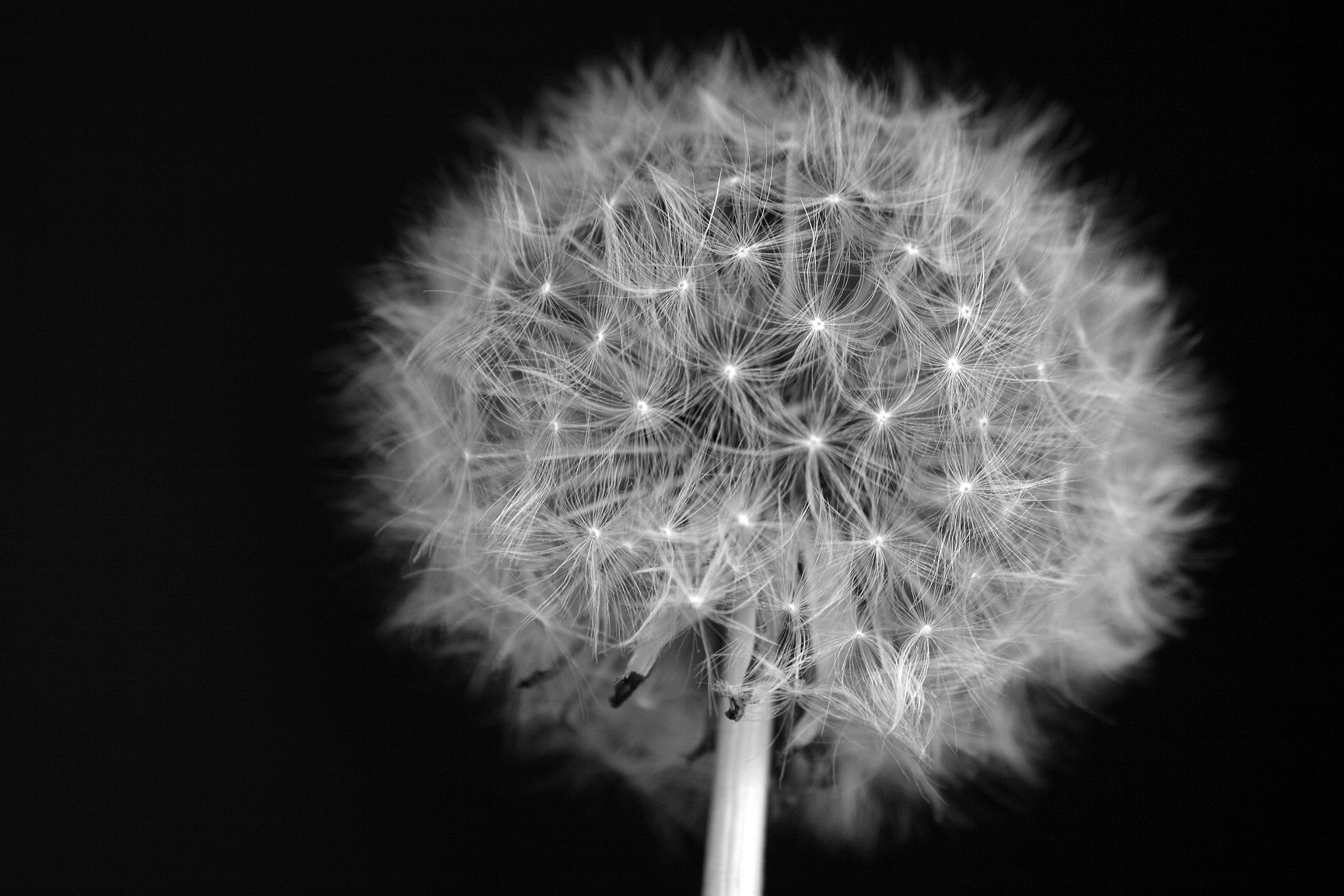 Dandy Dandelion