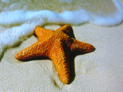 sea star