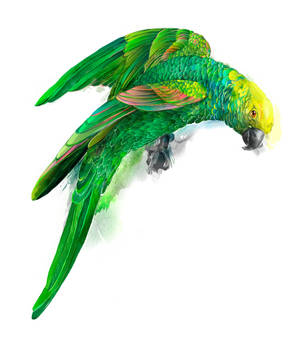 parrot